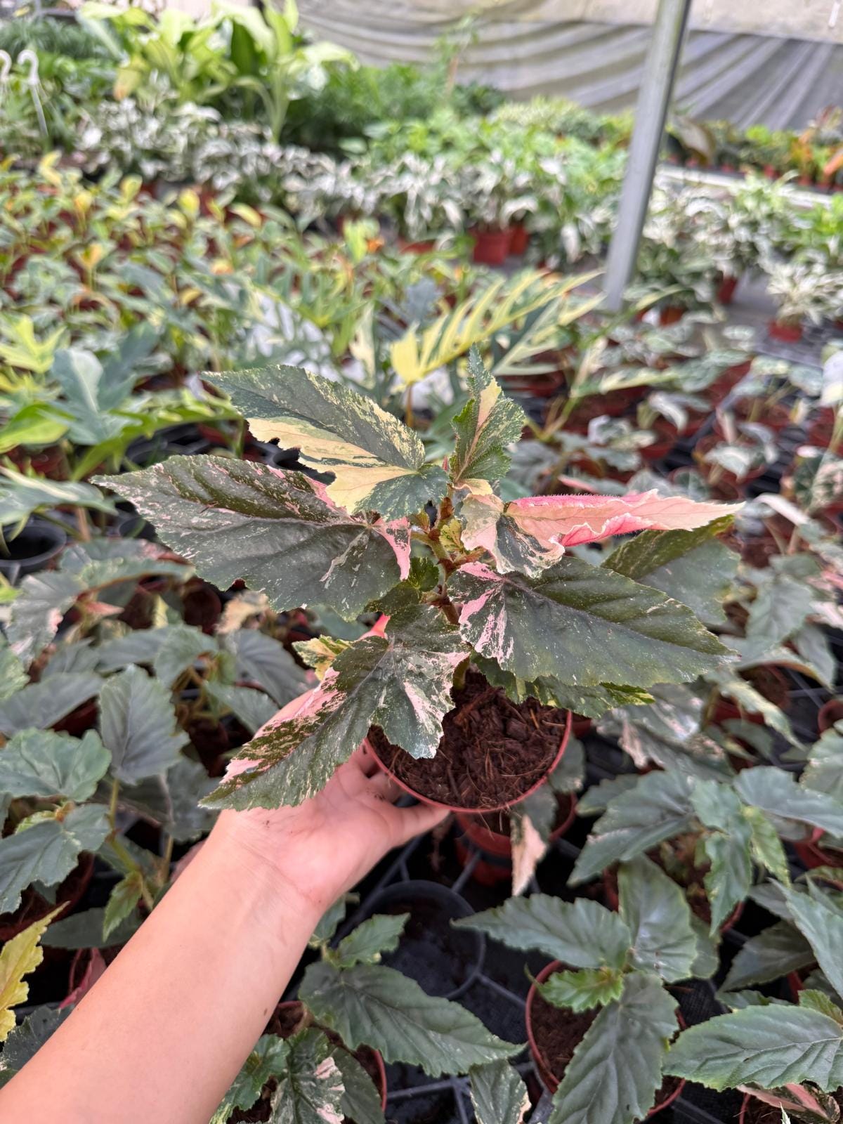 Begonia Ginny Galaxy | Rare Houseplant | Polka Dot Begonia Hybrid